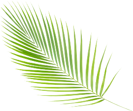 Palm img 1
